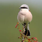 Red-backed Shrike