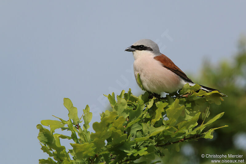 Red-backed Shrike