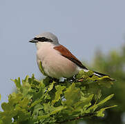 Red-backed Shrike