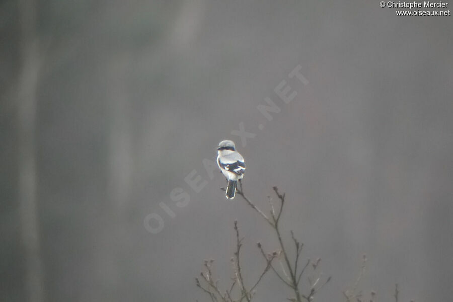 Great Grey Shrike