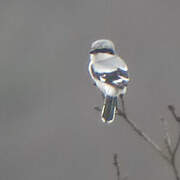 Great Grey Shrike