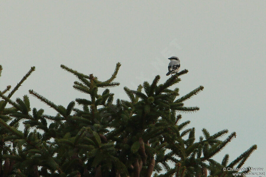 Great Grey Shrike