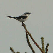 Great Grey Shrike