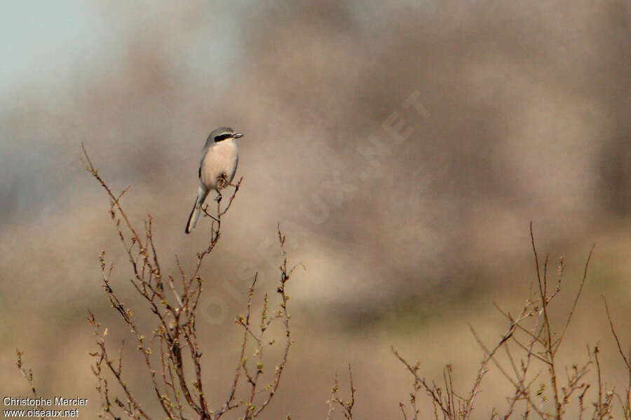 Iberian Grey Shrikeadult, habitat, fishing/hunting