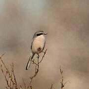 Iberian Grey Shrike