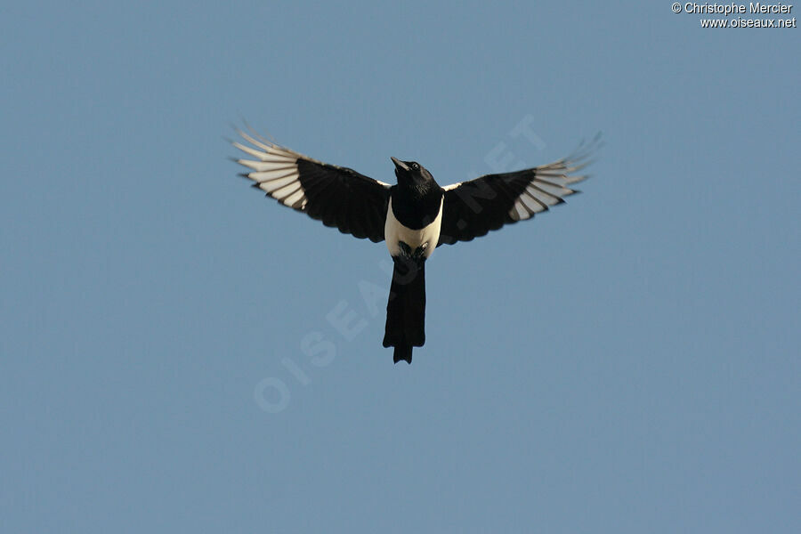 Eurasian Magpie