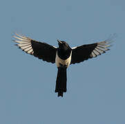 Eurasian Magpie