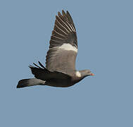 Common Wood Pigeon