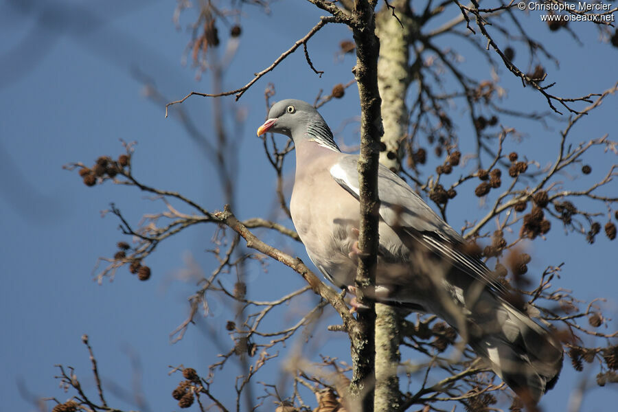 Common Wood Pigeon