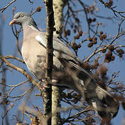 Common Wood Pigeon