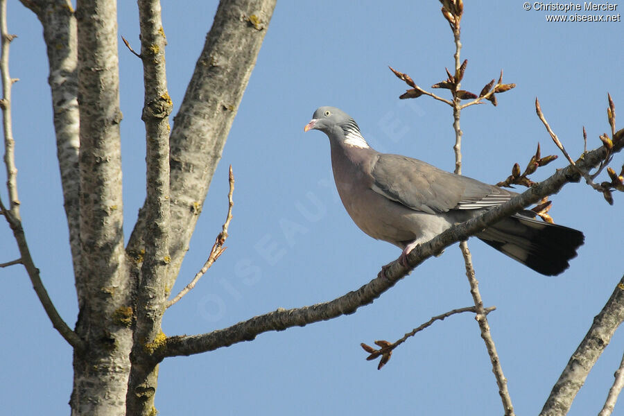 Common Wood Pigeon