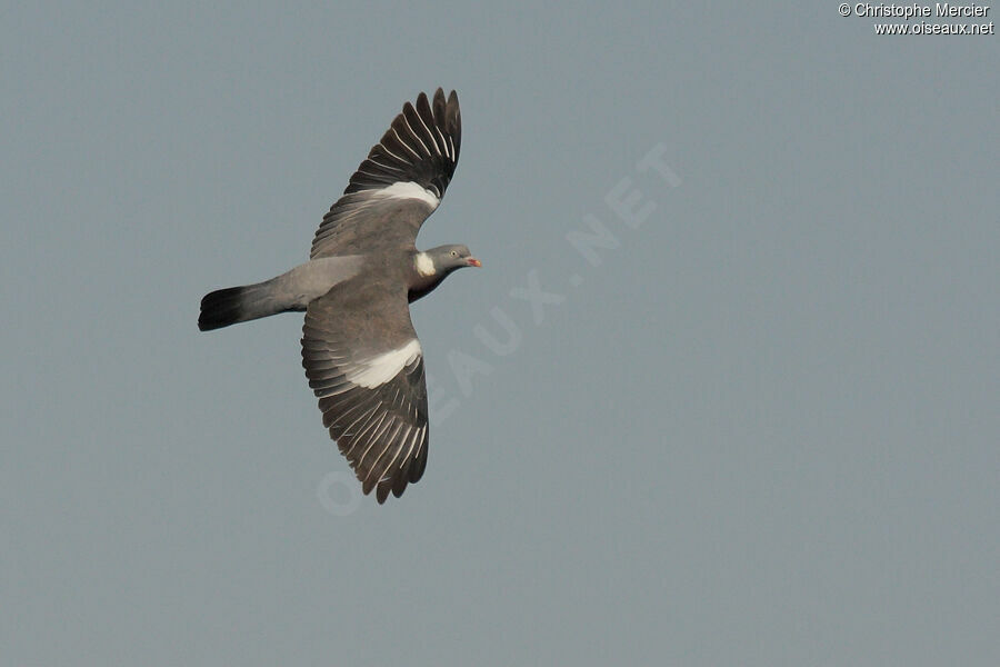 Common Wood Pigeon