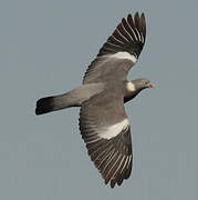 Common Wood Pigeon