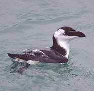 Razorbill