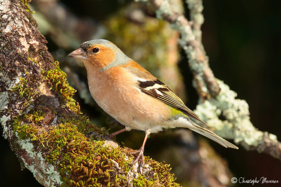 Common Chaffinch