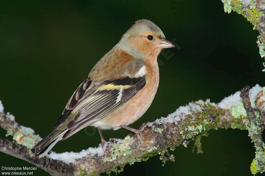 Pinson des arbresadulte internuptial, identification