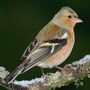 Eurasian Chaffinch