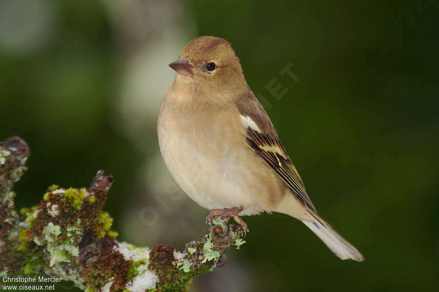 Common Chaffinch female, identification