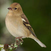 Common Chaffinch