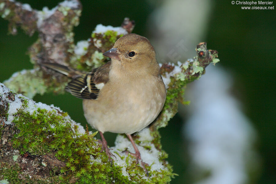 Eurasian Chaffinch