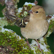 Eurasian Chaffinch