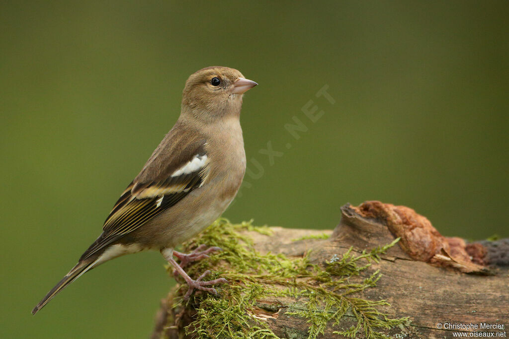 Common Chaffinch