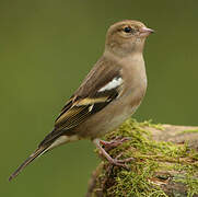 Eurasian Chaffinch