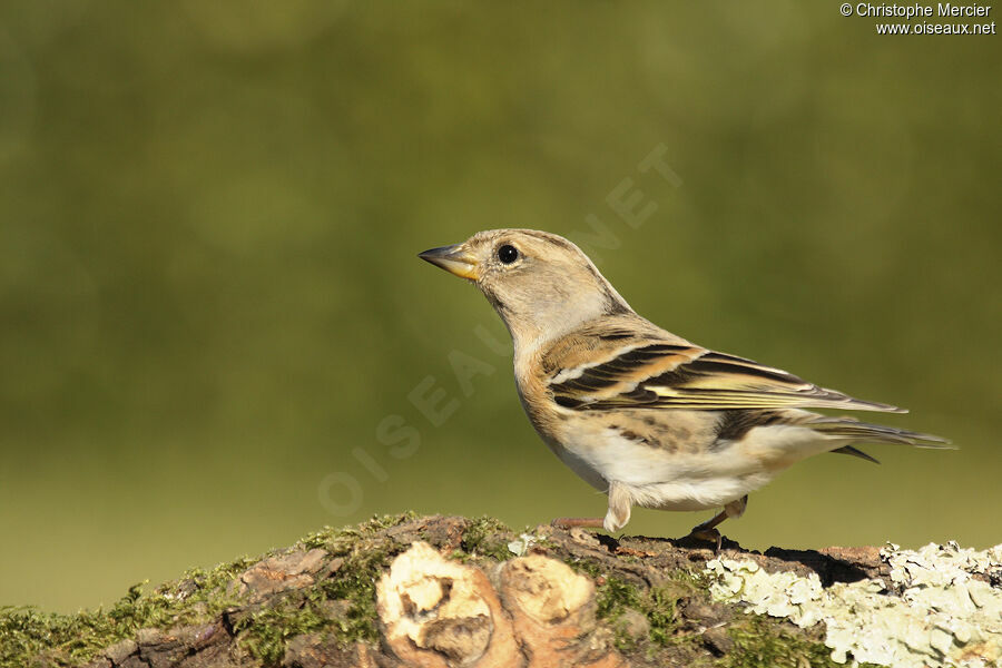 Brambling female adult, identification