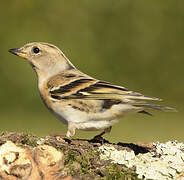 Brambling