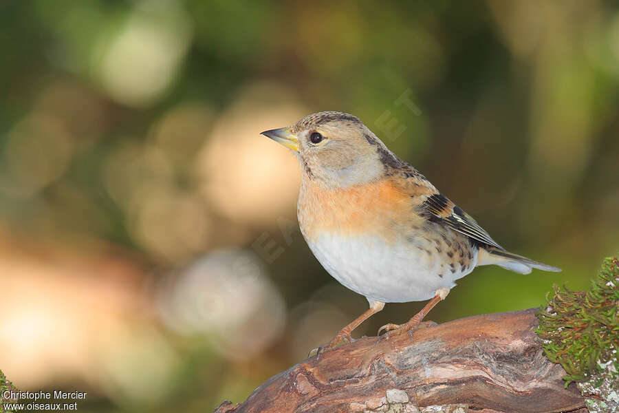 Brambling female adult post breeding, identification