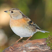 Brambling