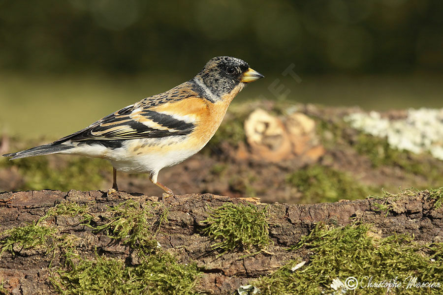 Brambling male