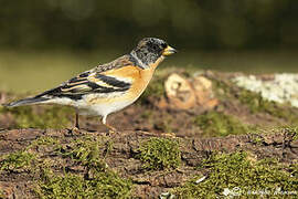 Brambling