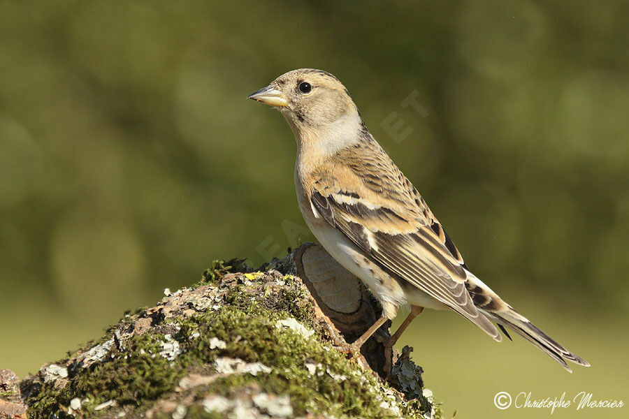 Brambling female