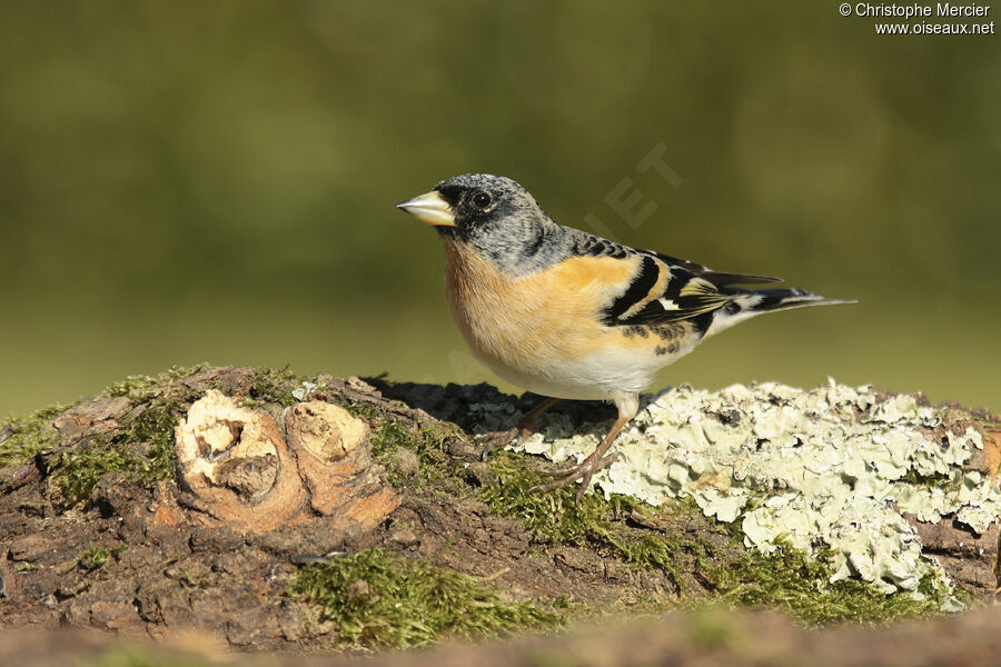 Brambling