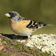 Brambling