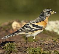 Brambling