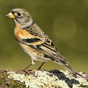 Brambling