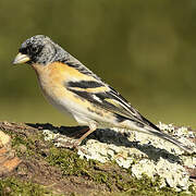 Brambling