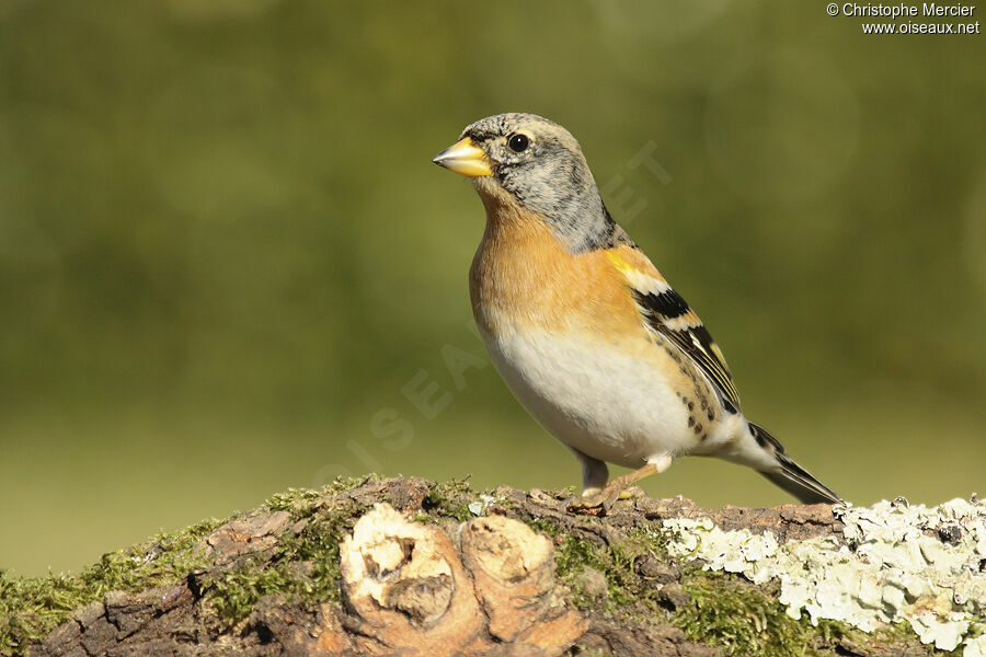 Brambling