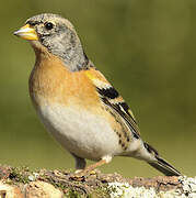 Brambling