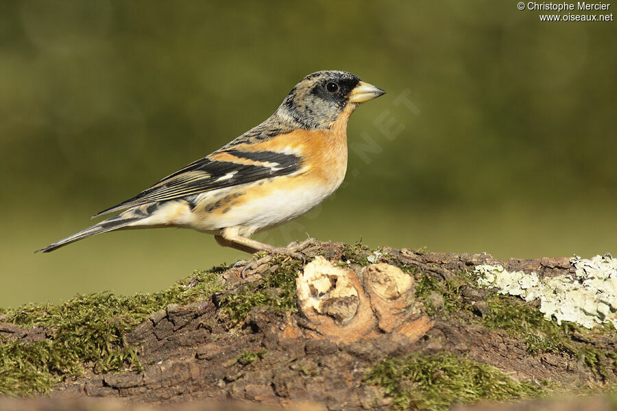 Brambling male adult post breeding, identification