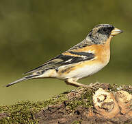 Brambling