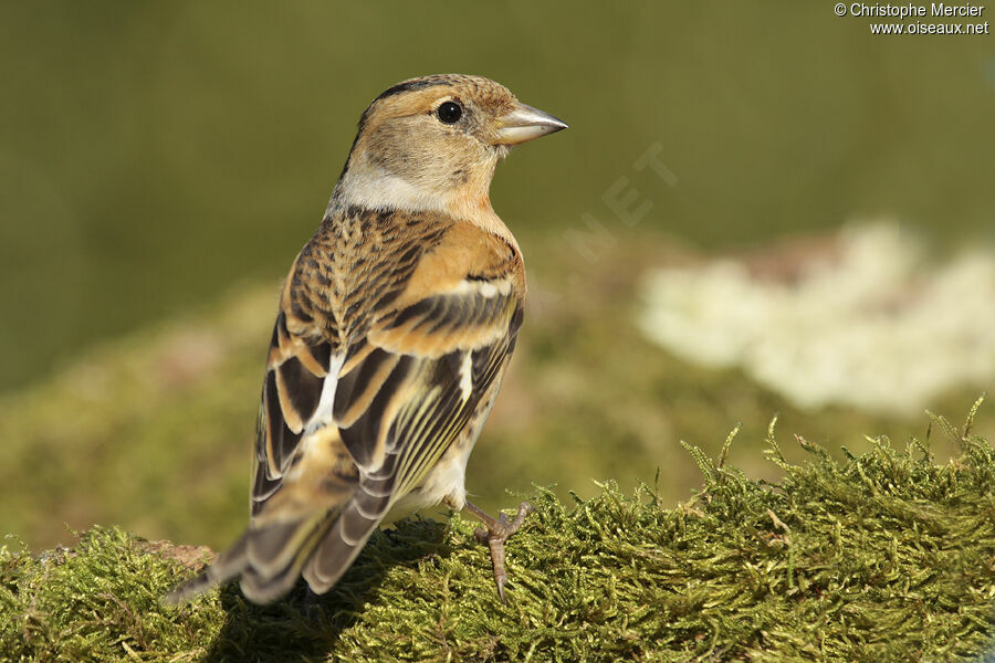 Brambling