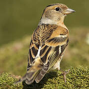 Brambling