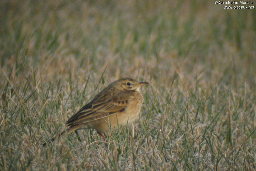 Pipit de Richard