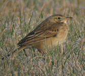 Pipit de Richard