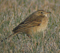 Richard's Pipit