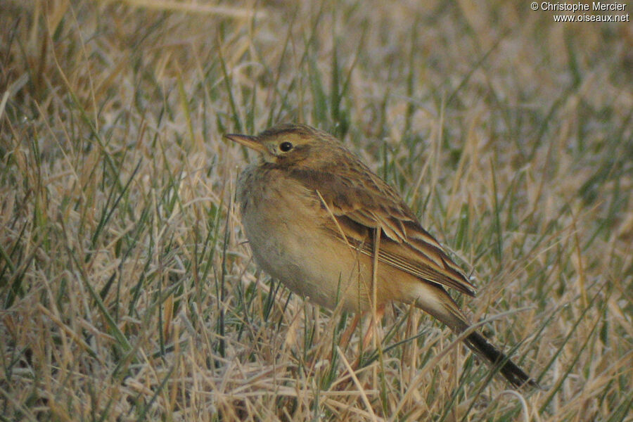 Richard's Pipit