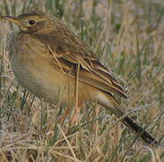 Richard's Pipit